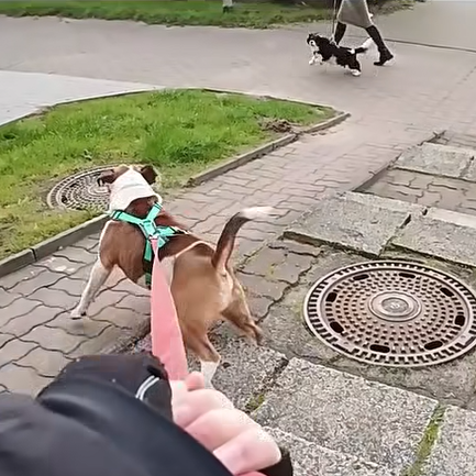 Eskalierende Hundebegegnung, zwei Hunde hängen pöbelnd in der Leine