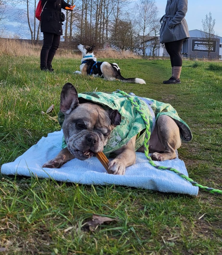 Trainingssituation mit zwei Hunden in der Ruheübung