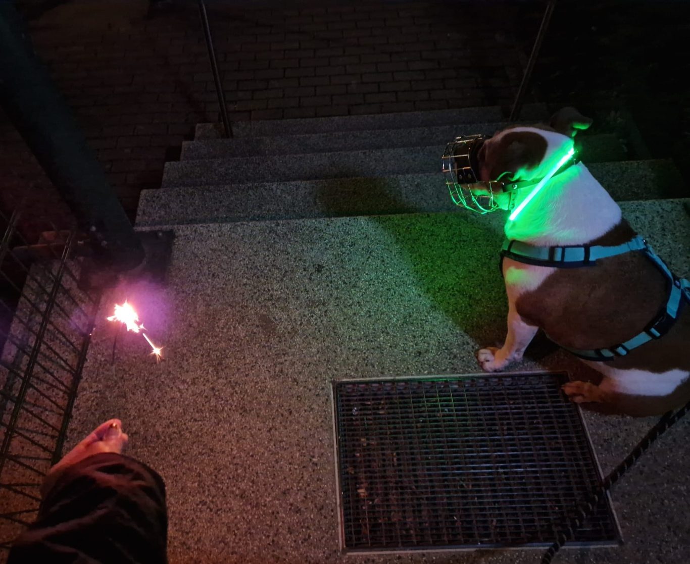 Hundetraining zur Vorbeugung von Silvesterangst