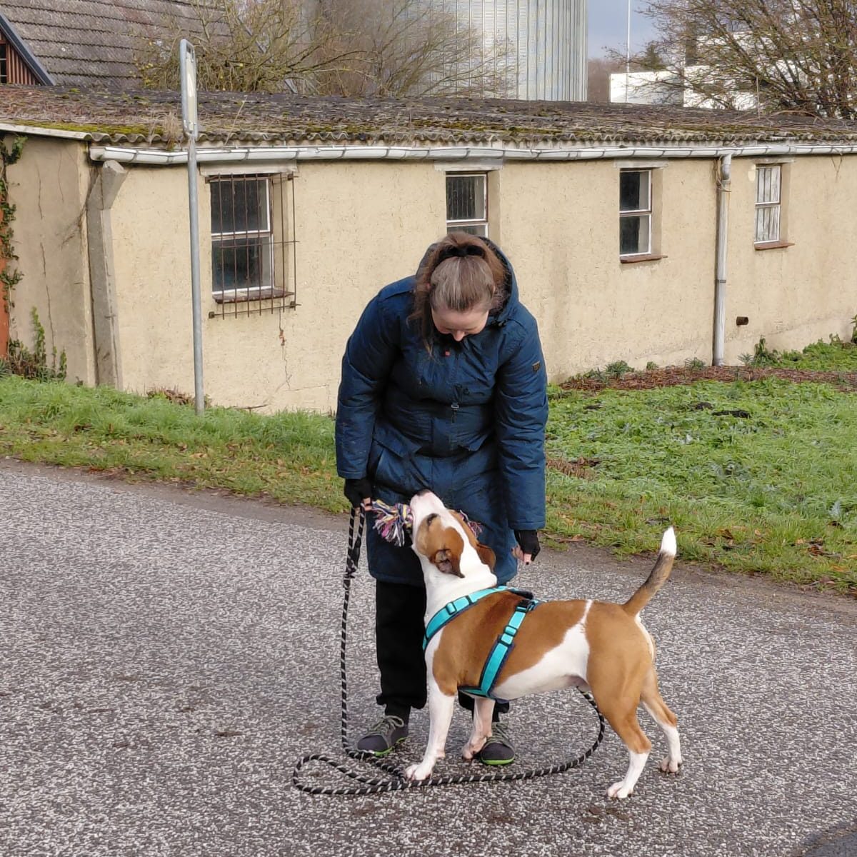 Hundetrainerin mit einem Hund in einer Trainingssituation
